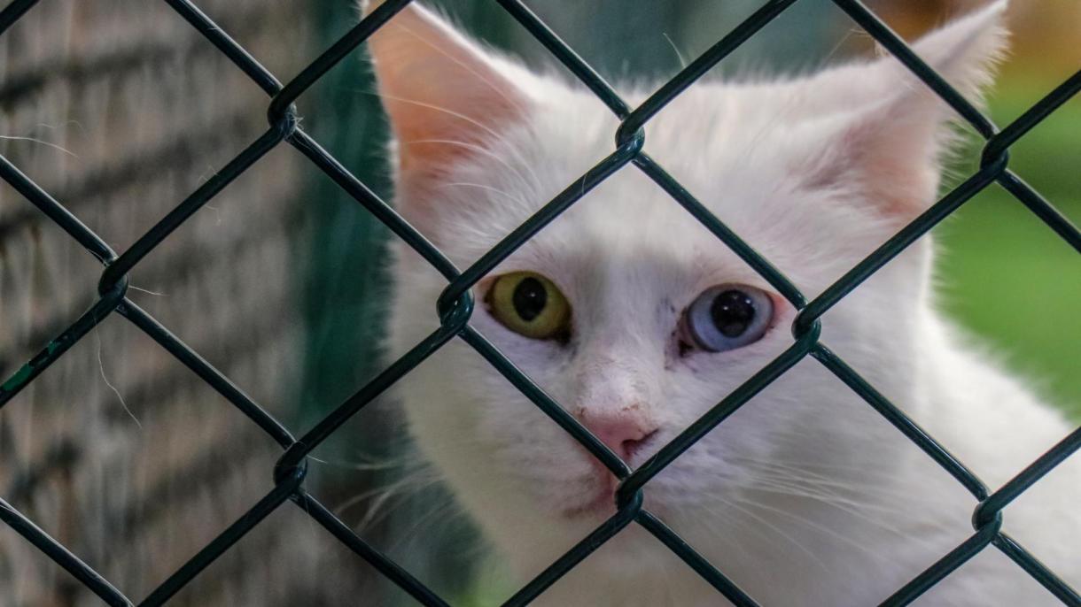 van kedi.jpg