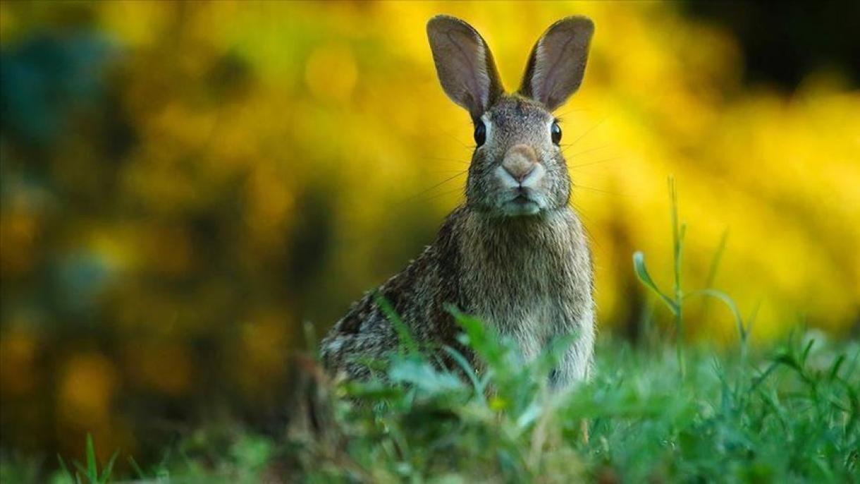 Stati Uniti, emerge una nuova epidemia mortale tra i conigli domestici e selvatici