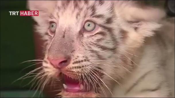 Tigre branco escapa do zoológico de El Salvador depois de matar o zelador