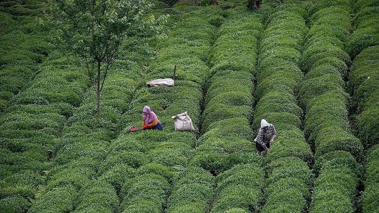 土耳其今年茶叶出口创汇1千4百多万美元