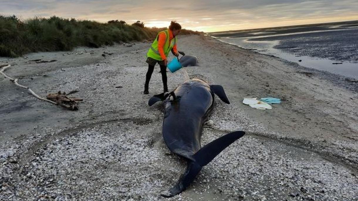 31头鲸鱼在新西兰南岛北部海湾搁浅死亡