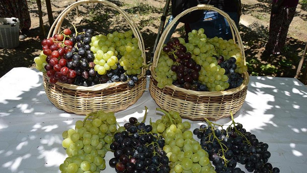 ترکی: تازہ انگور کی برآمدات میں 36 فیصد اضافہ