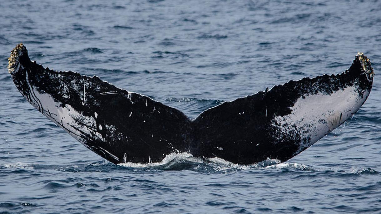 Los ballenatos susurran a sus madres por la protección en contra de otros animales marítimos