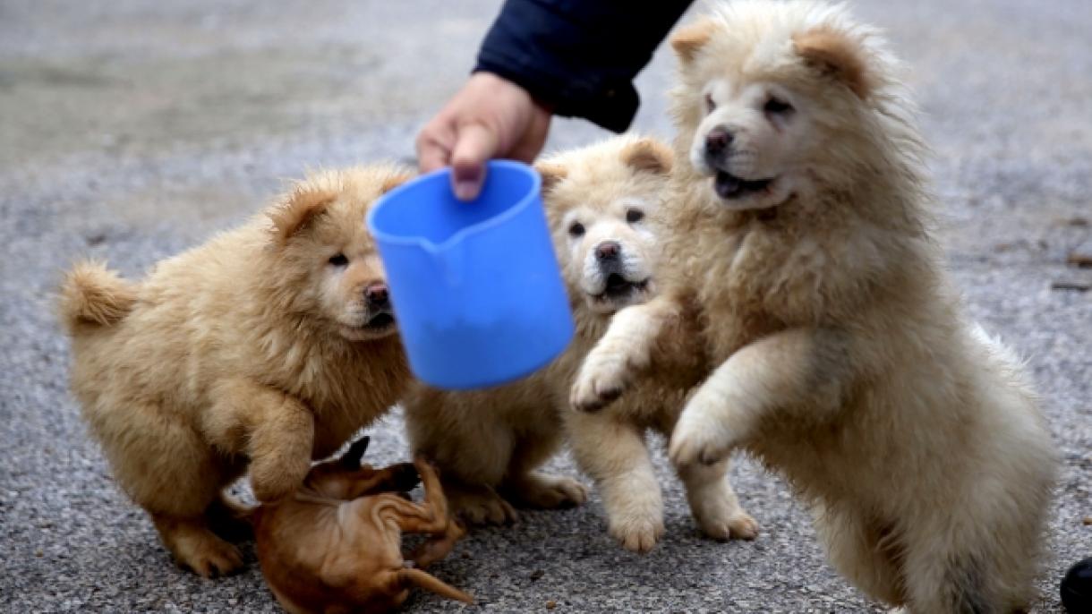 Se harán adoptar el año nuevo los perritos crecidos por la policía