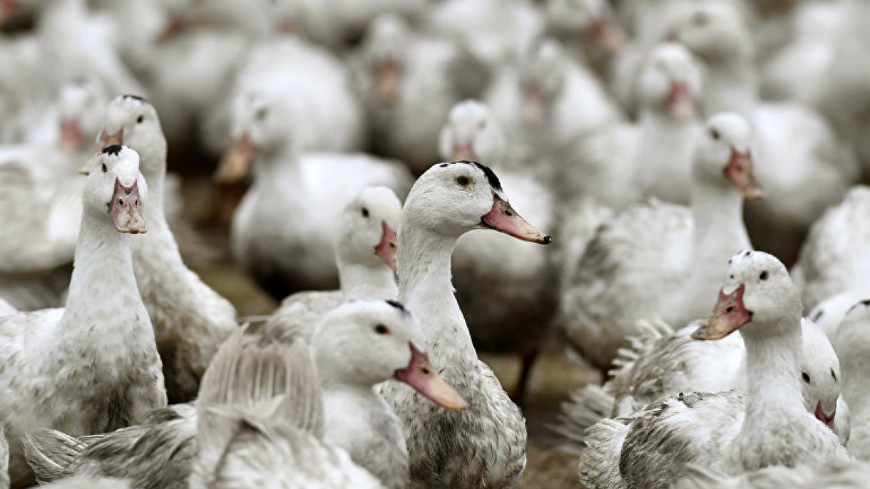 法国禽流感疫情蔓延 2百万只鸭子被扑杀