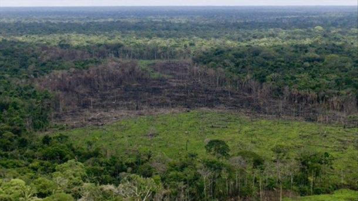 Em nove meses, 2.169 km² de floresta amazônica foram perdidos