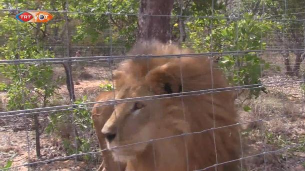 Mentett oroszlánokat szállítanak Dél-Afrikába