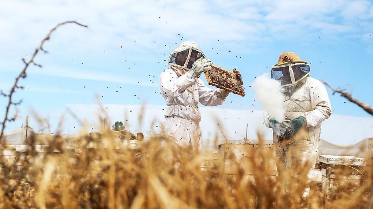 Turchia, il secondo produttore mondiale di miele