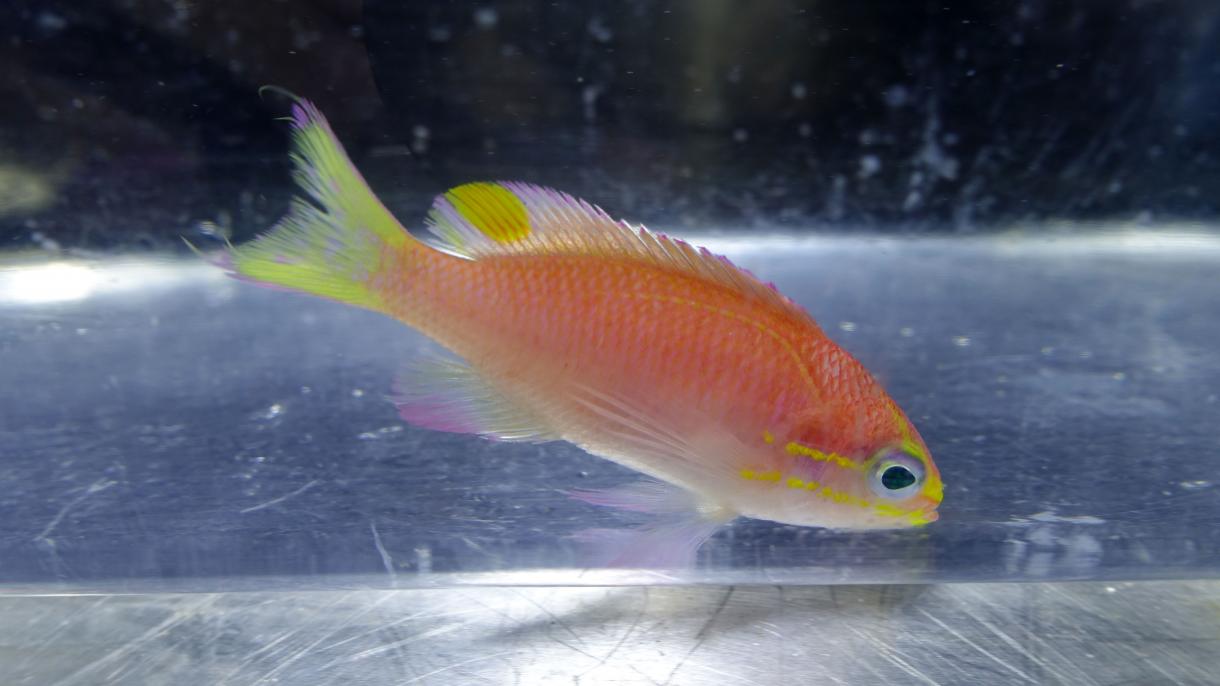 Obama, nome di una nuova specie di pesce