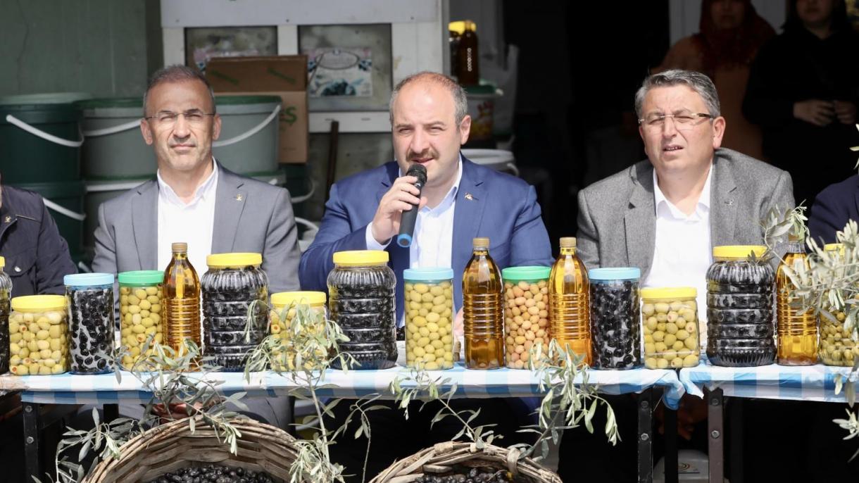 varank gemlik zeytini.jpg