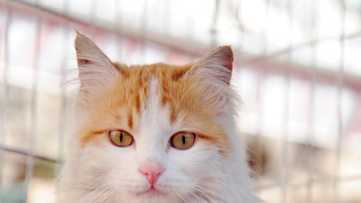 El gato ‘Paz’ rescatado por un soldado turco desde Al Bab ya es muy popular en todo el mundo