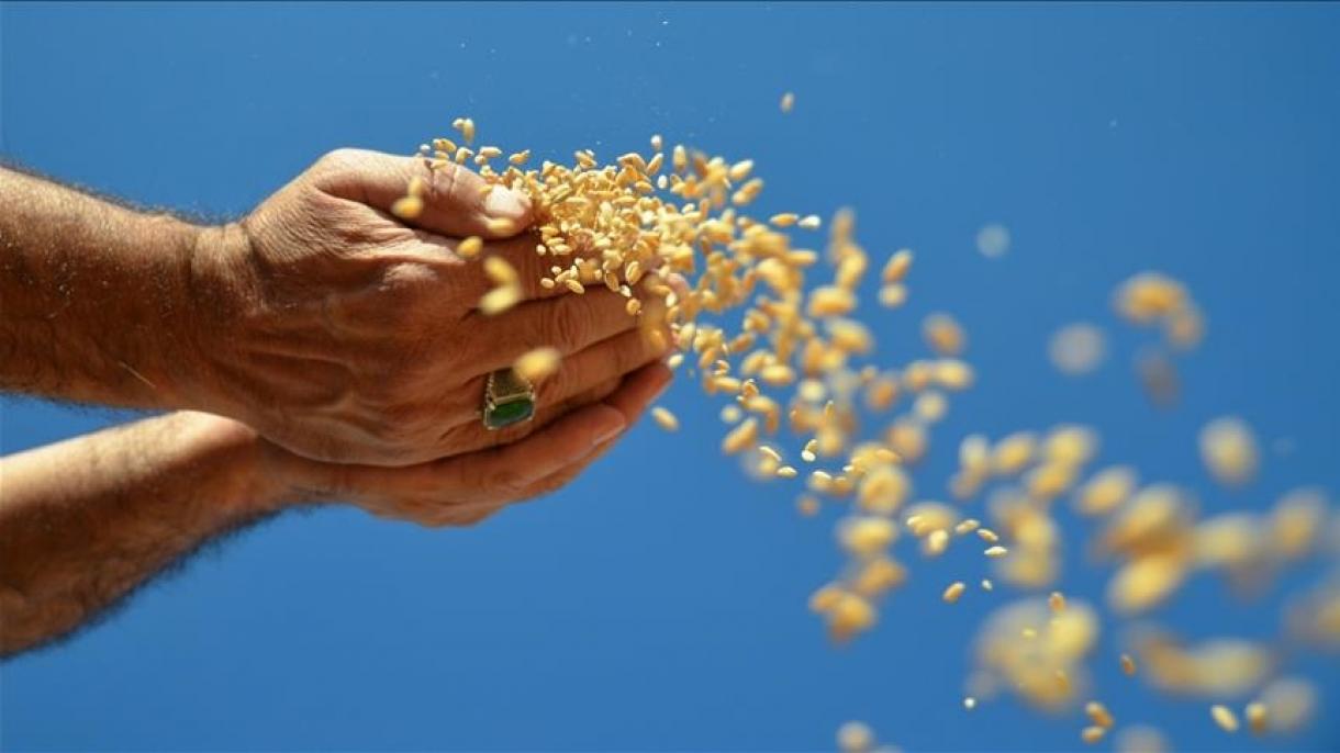 ترکی کی اناج کی برآمدات میں اضافہ