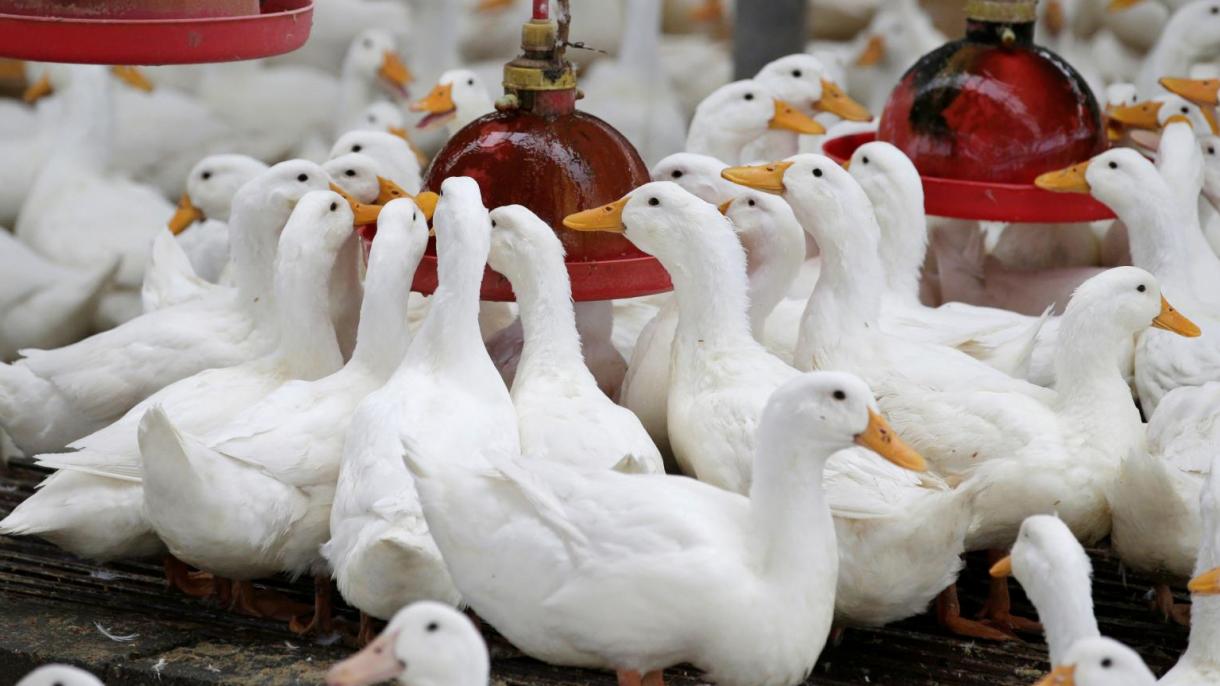 中国派10万只鸭子出征巴基斯坦灭蝗