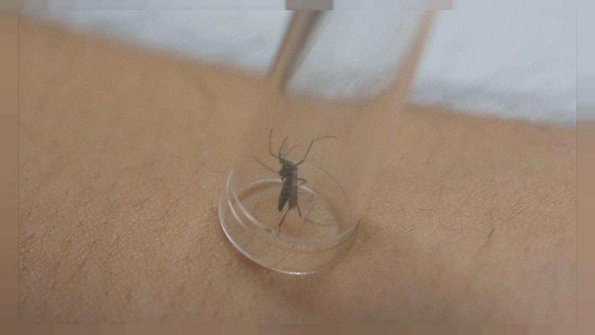 Detectan dengue en el centro de Senegal