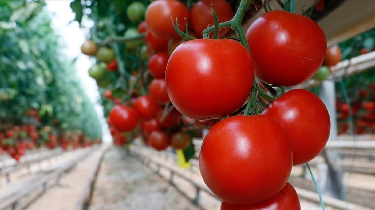 افزایش صادرات گوجه‌فرنگی ترکیه در نیمه اول سال جاری