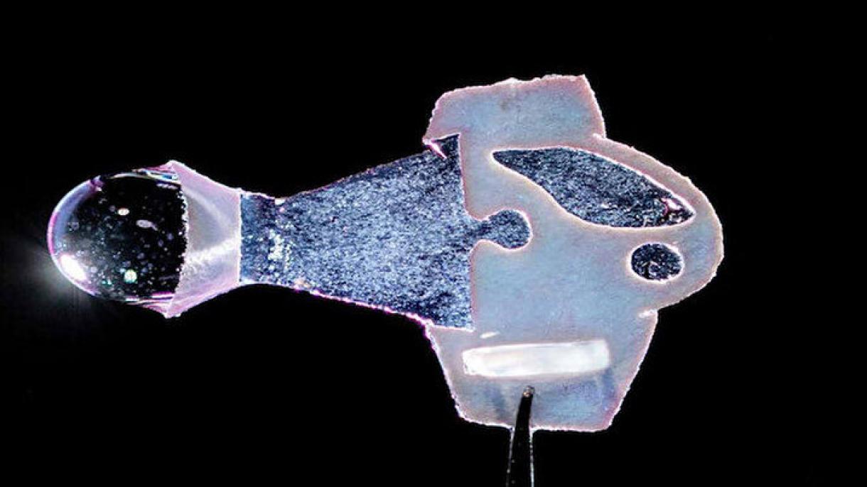 ساخت یک ماهی رباتیک با استفاده از سلول‌های قلب انسان