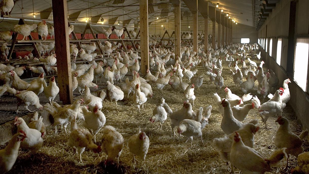 保加利亚因禽流感将屠宰约2万只鸡