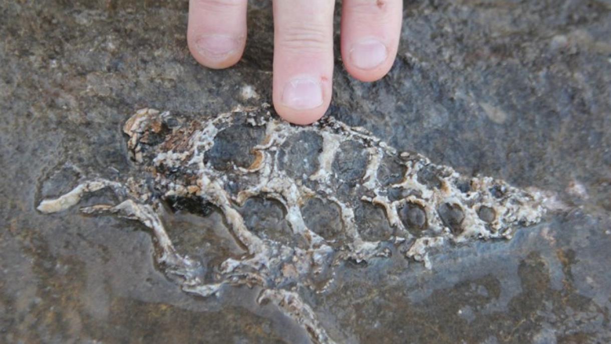 Descubren un fósil de 70 millones de años en Adıyaman
