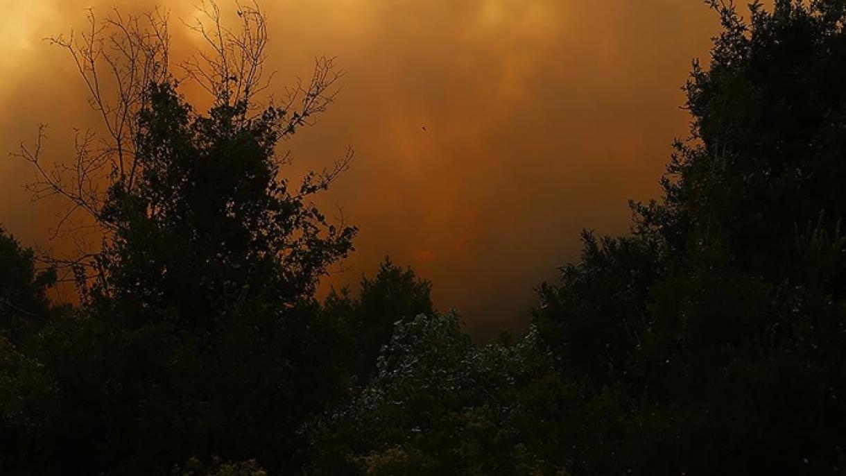 Algeria cuprinsă de incendii de vegetație
