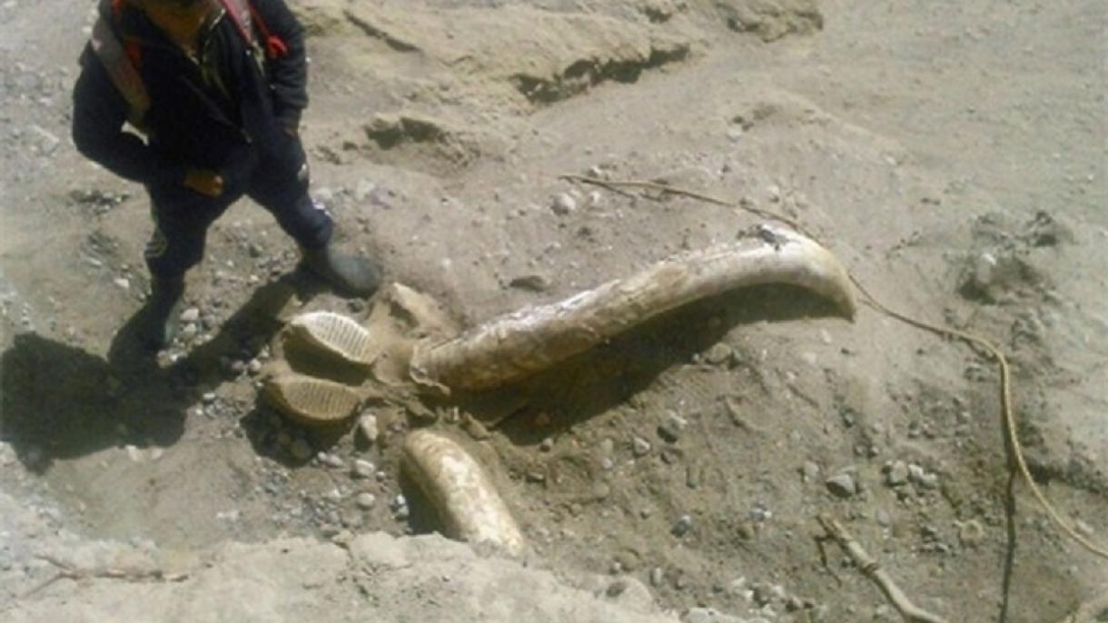 بقایای 2 میلیون ساله ماموت باستانی در شهر بیله سوار اردبیل