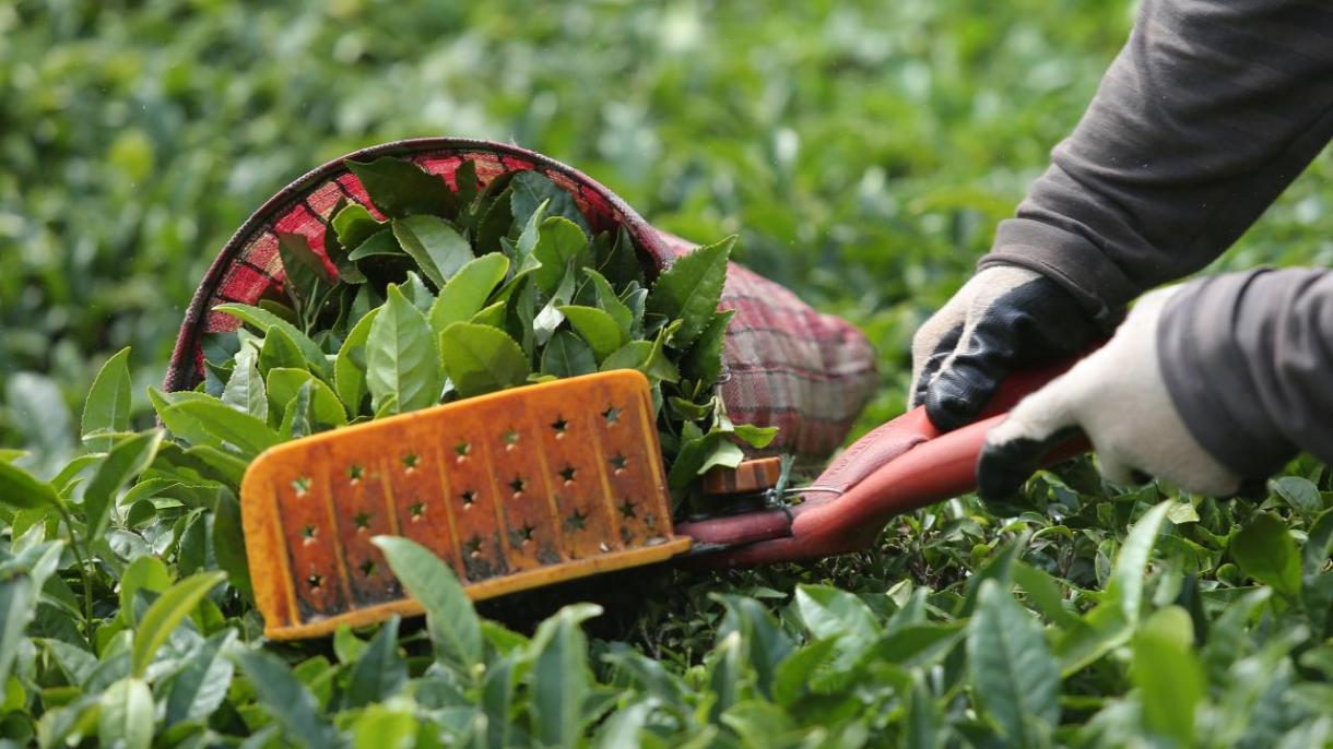 La cultura del té turco entró en la lista de la UNESCO