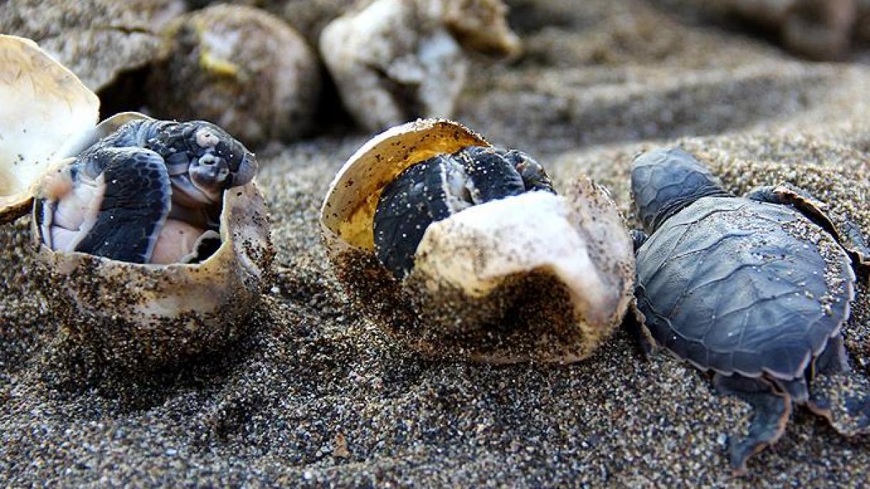 Teknősök százezrei keltek ki Törökországban
