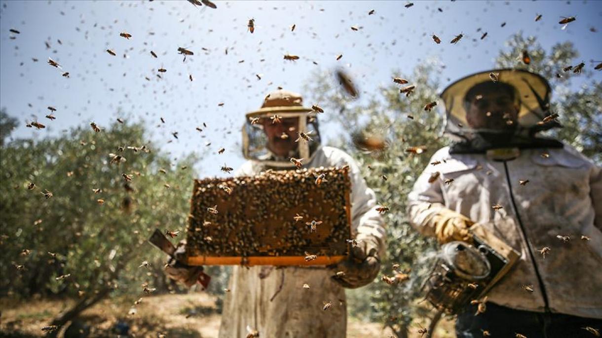 حمایت 120 میلیون یورویی اتحادیه اروپا از بخش زنبورداری
