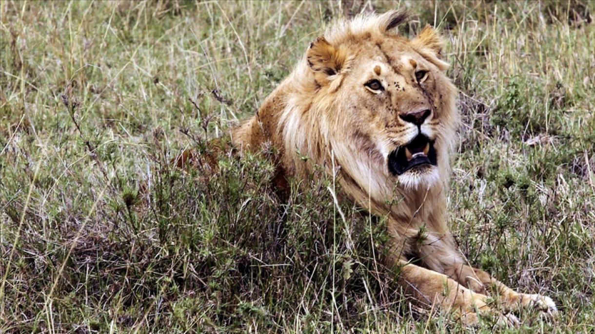 Arıslan belän pumalarğa da koronavirus yoqtı