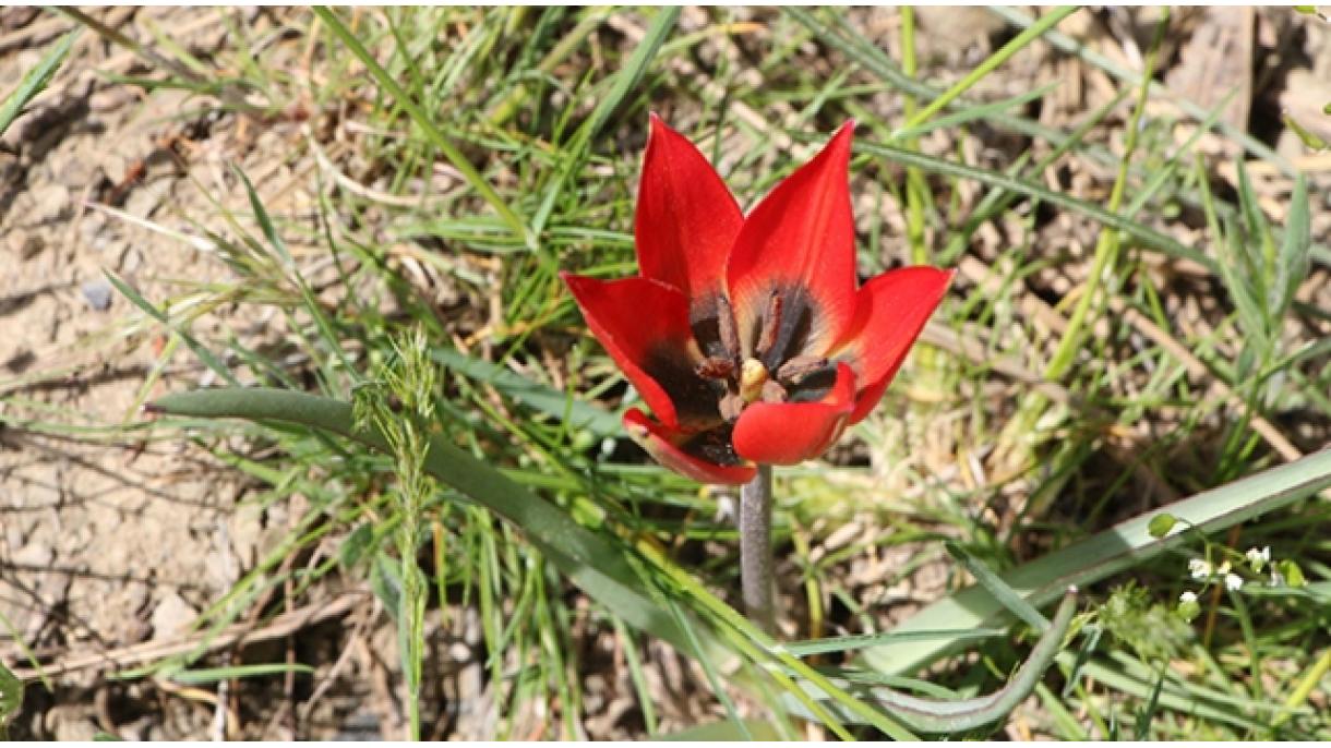 Se impondrá una multa de 48.625 liras turcas a quien recoge el tulipán de Manisa