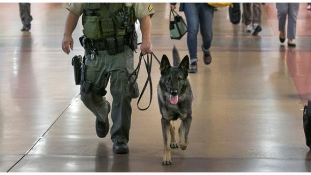 Bombakereső kutyák őrzik a repteret