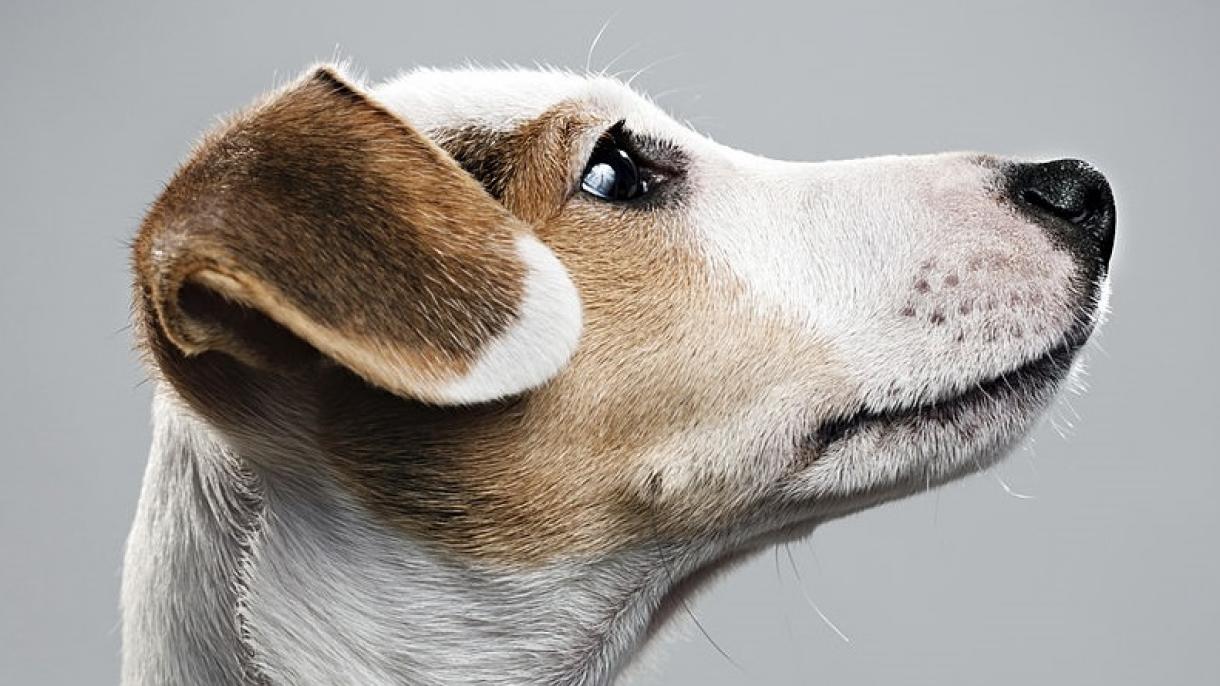 Cães são capazes de reagir à tristeza de seus donos
