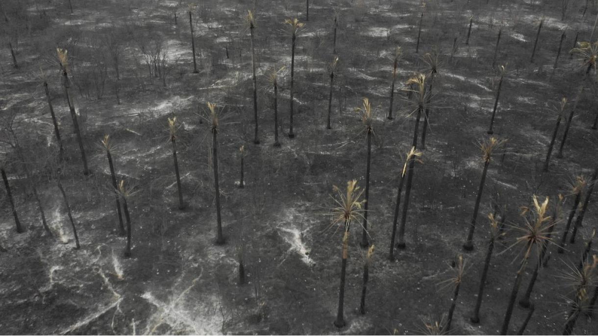 Bolivia prohibirá venta de tierras en áreas afectadas por los incendios forestales