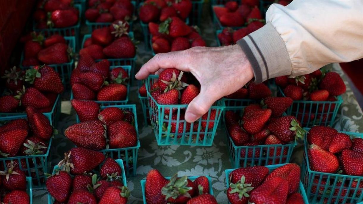 澳洲藏针草莓恐慌蔓延至新西兰