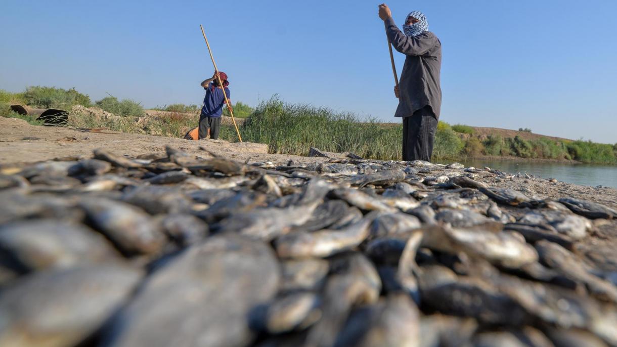 هزاران ماهی در جنوب عراق تلف شدند