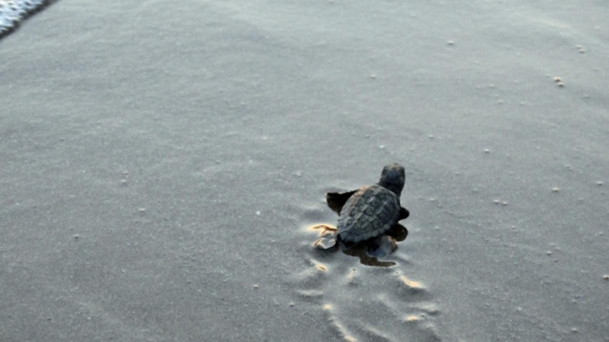 caretta 2 - Kopya.jpg