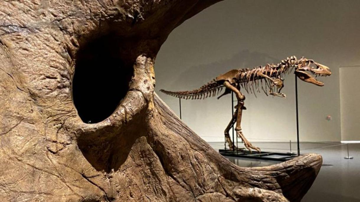 Франциядагы динозавр скелети аукциондо сатылат
