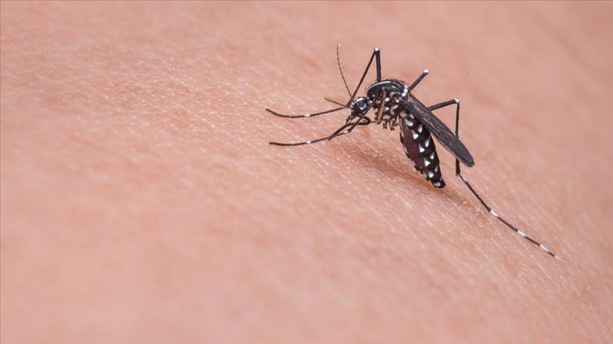 Italia, cresce il numero di casi e decessi dal west nile virus