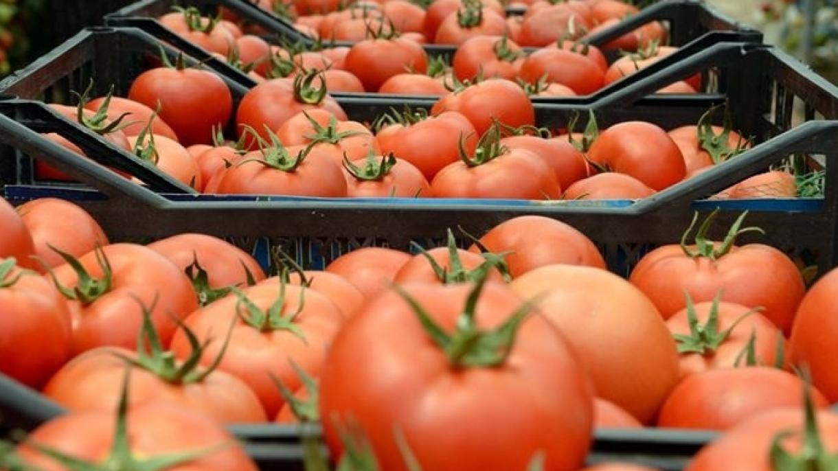 ترکی نے گزشتہ سال 313 ملین 4 لاکھ  پانچ ہزار  ڈالرمالیت کے ٹماٹر برآمد کیے