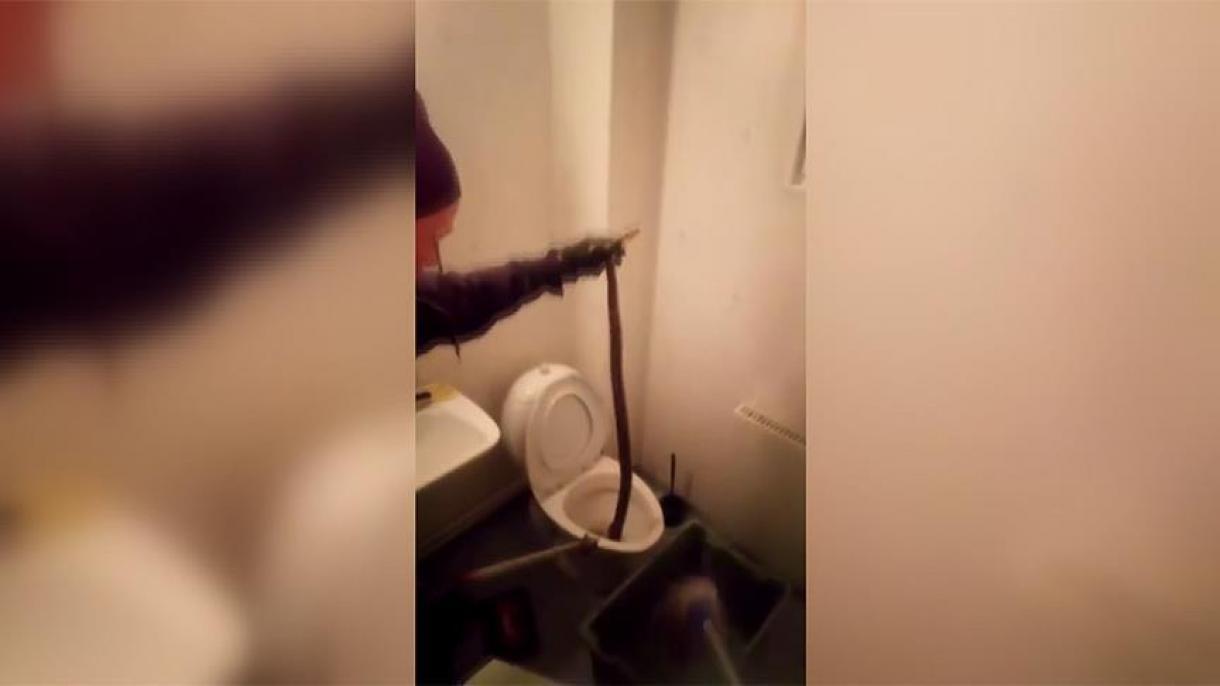 پیدا شدن مار بوآ در توالت یک خانه در سوئد