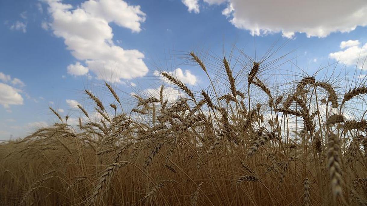 "تولید گندم در سوریه به پایین‌ترین سطح در 29 سال اخیر رسید"