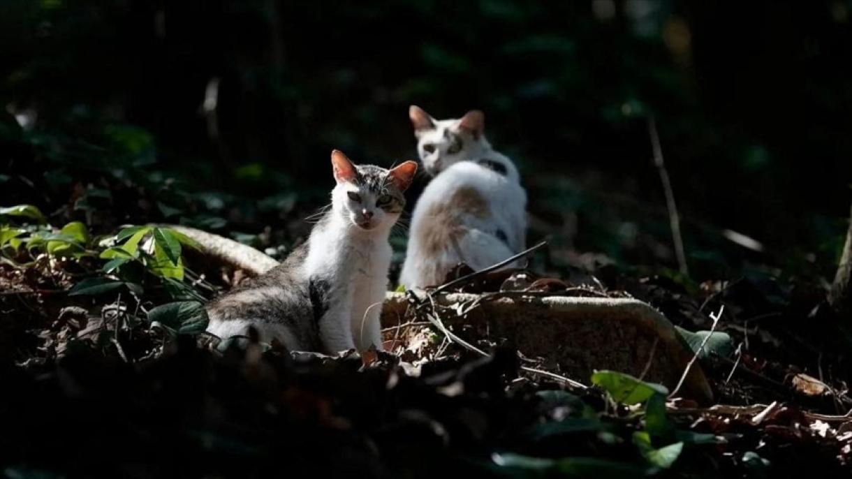 La insólita isla brasileña habitada por gatos salvajes y donde muchos felinos son abandonados