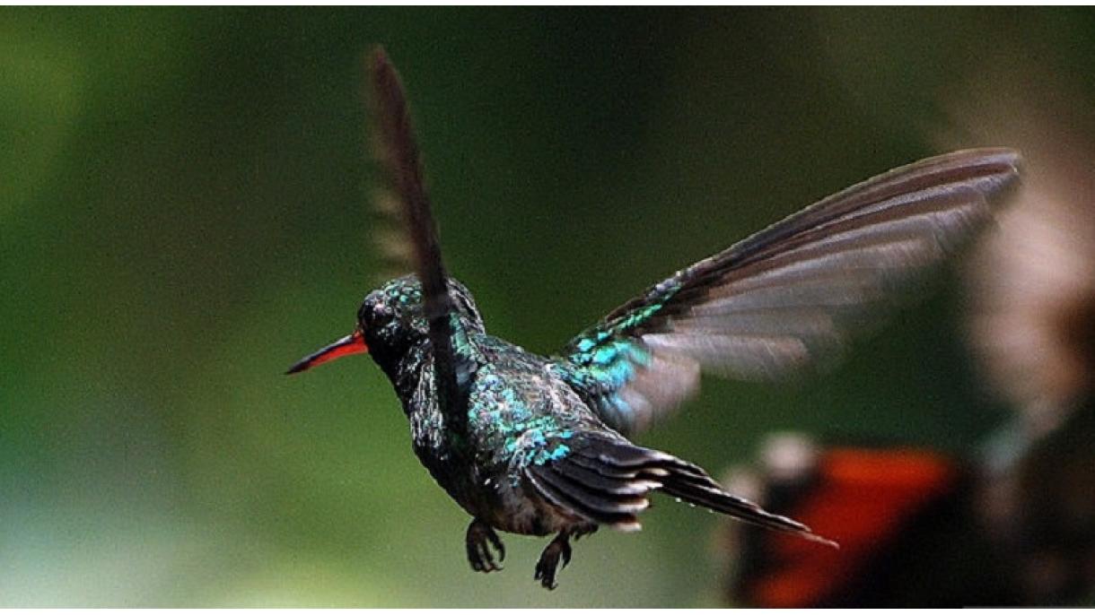 Un grupo de observadores de aves descubre 28 nuevas especies en Honduras