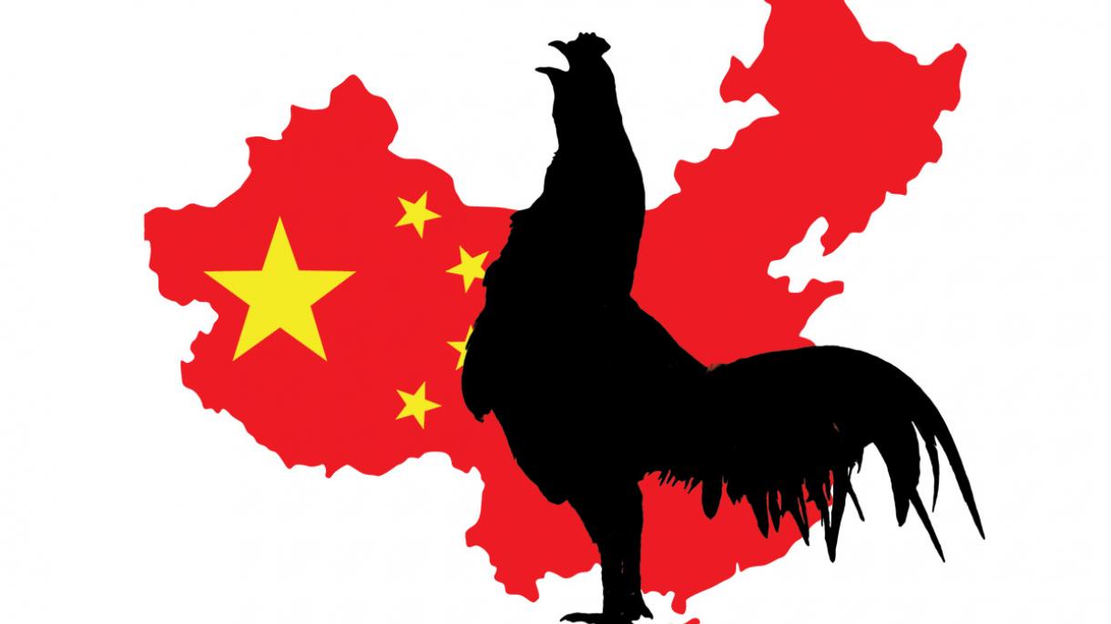 چین میں فارمی مرغیوں کی افزائش بند