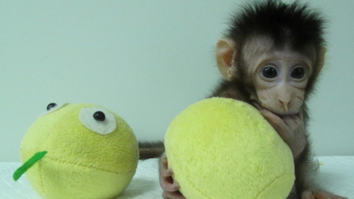 Οι Κινέζοι επιστήμονες  κατάφεραν  την κλωνοποίηση  δυο μαϊμούδων.
