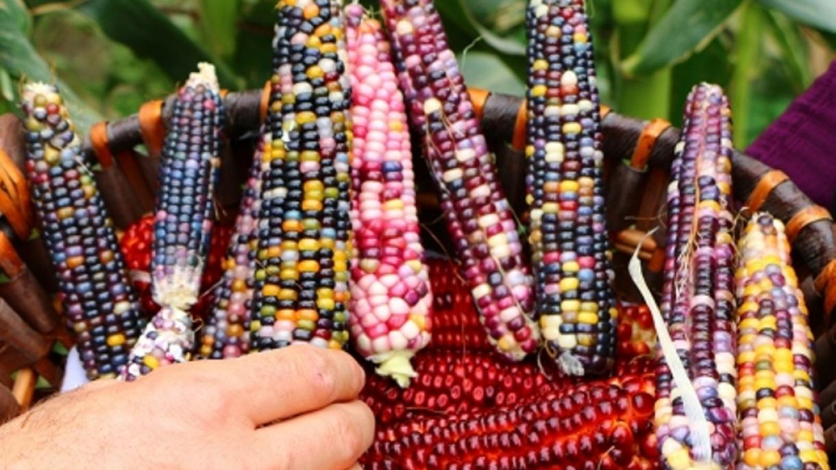 Creció maíces colorados en su jardín