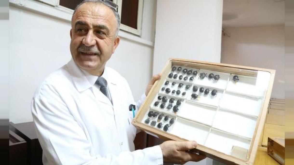 حشره شناسی که گونه جدیدی از یک نوع حشره را به نام پدرش نام گذاری کرد