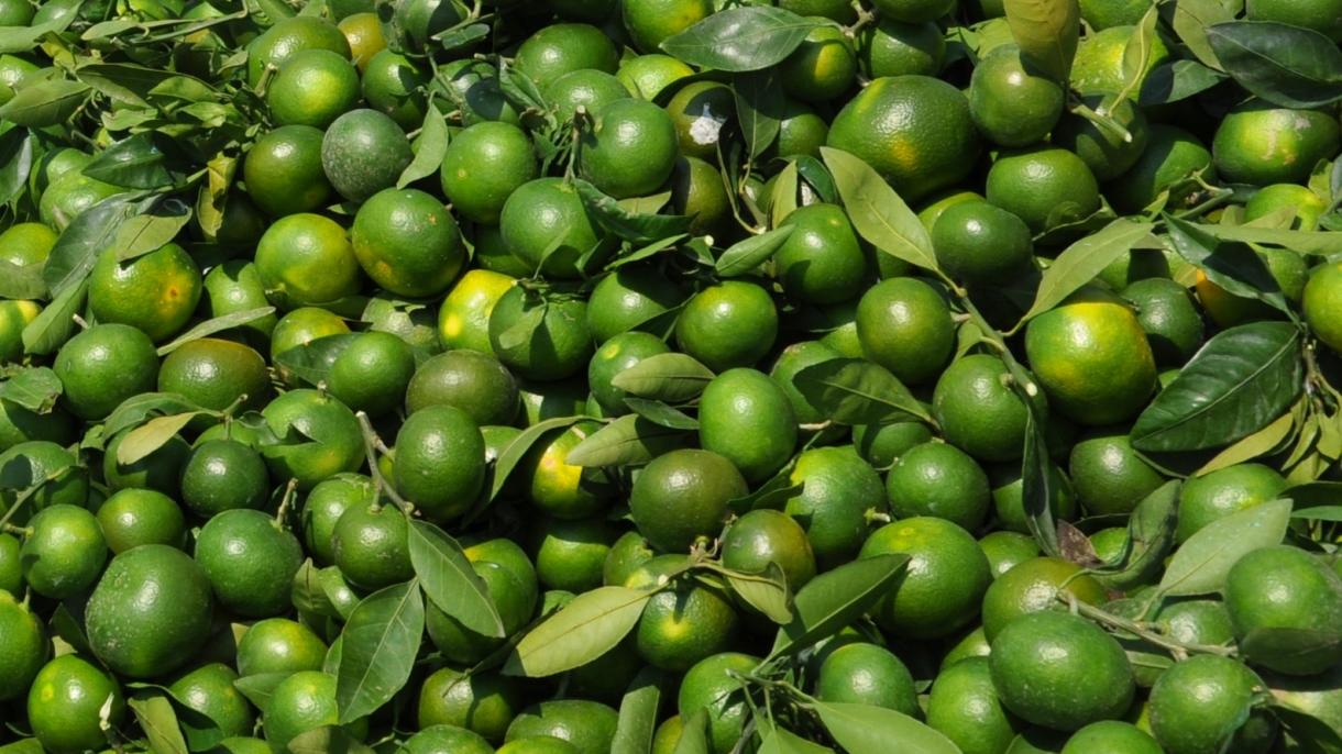 Mandalina.jpg
