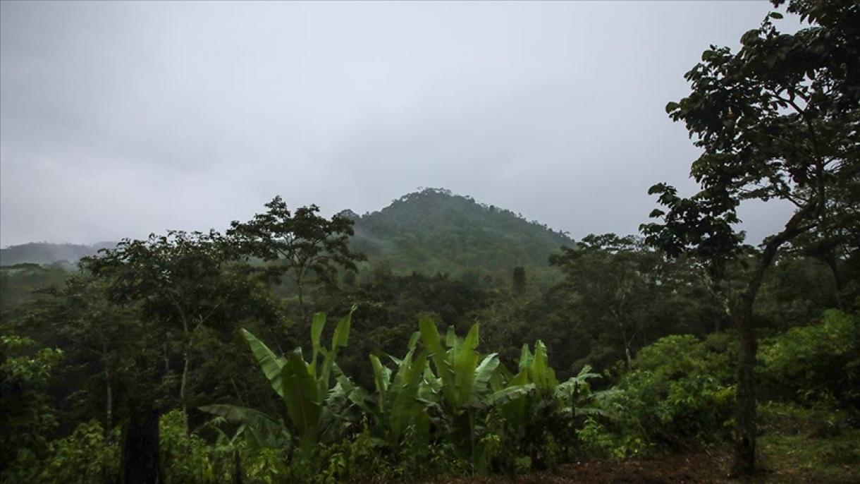 巴西和哥伦比亚商讨保护亚马逊丛林问题
