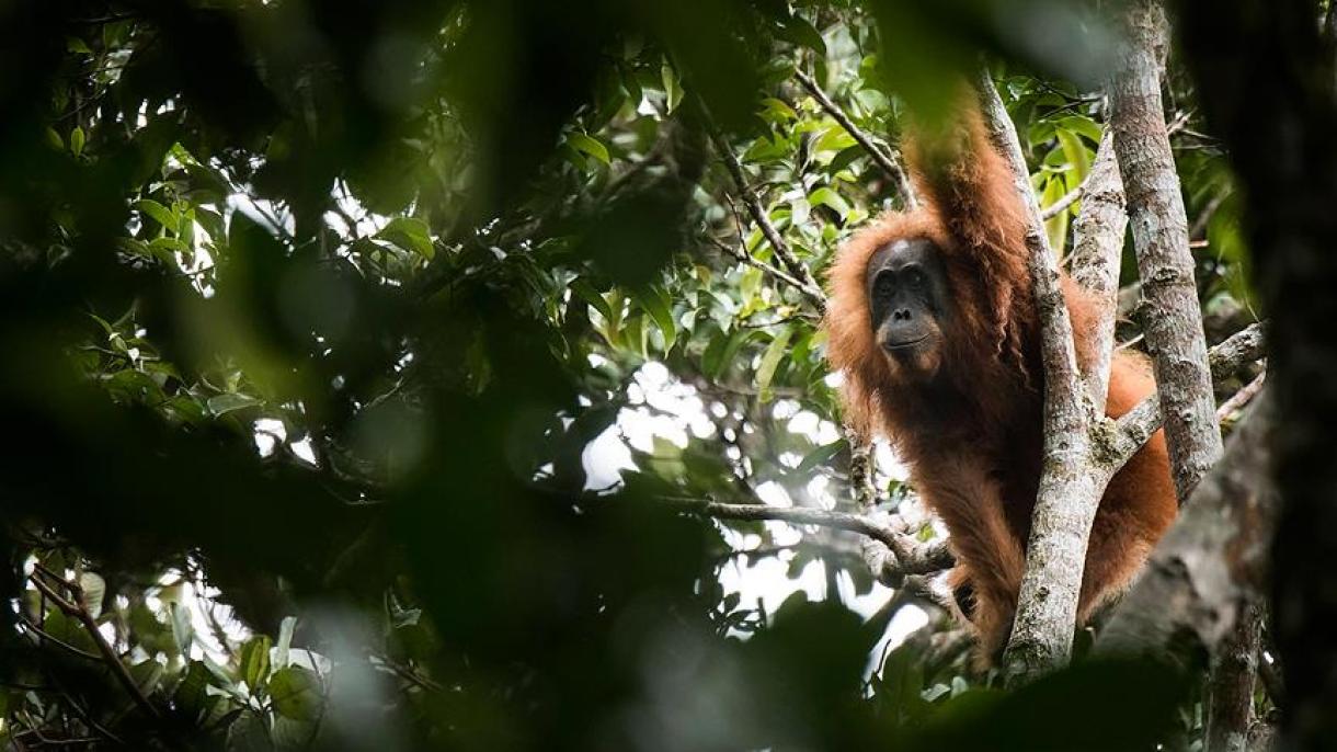 Új majomfajt fedeztek fel az indonéz Szumátra szigetén