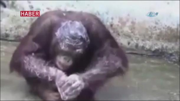 Shlang bilan yuvingan orangutan